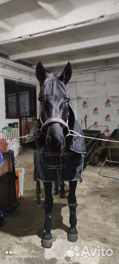 Попона зимняя для лошади