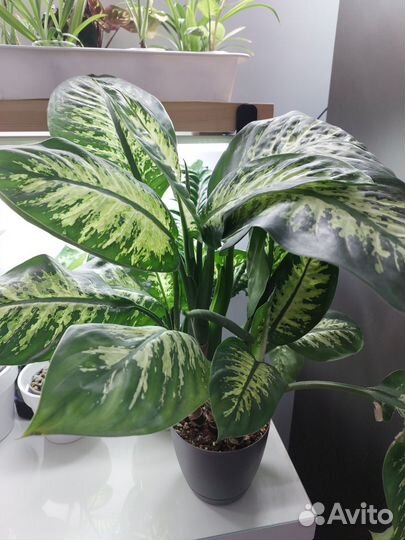 Диффенбахия