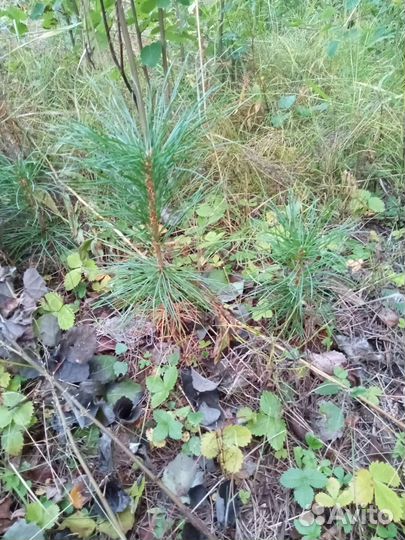 Саженцы сибирского кедра