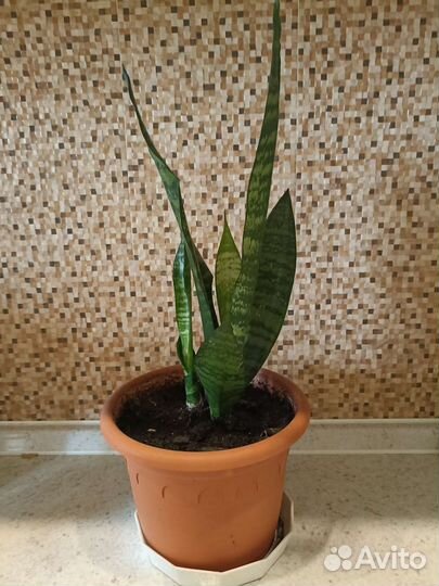 Домашние цветы