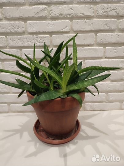 Алоэ вера настоящий куст