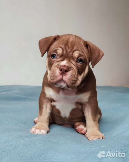 Щенки американский булли
