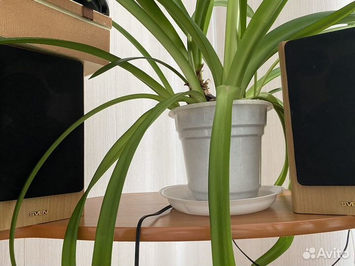 Монитор Philips со всеми составляющими