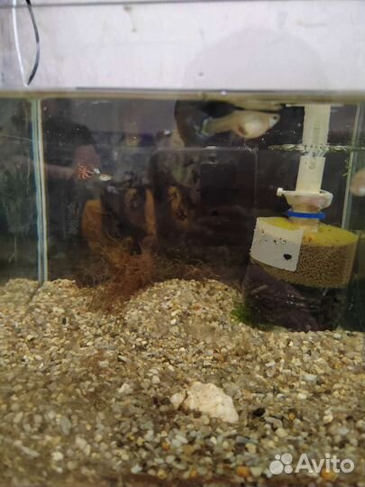 Аквариум