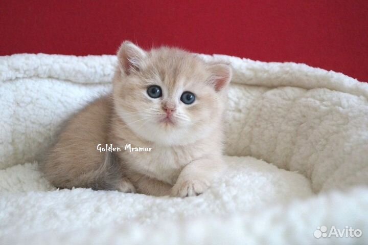 Котик по имени Десерт