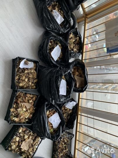 Продам луковицы тульпанов