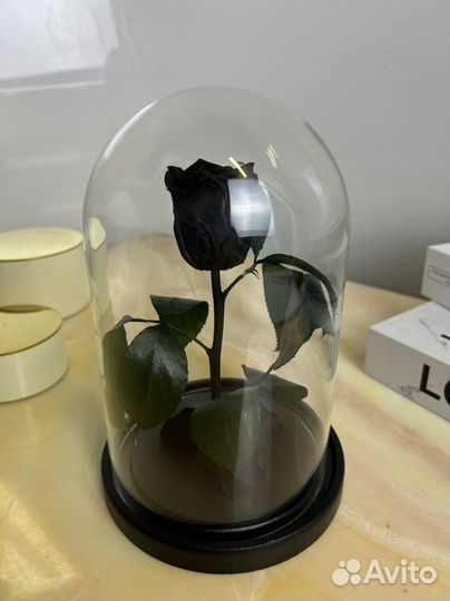 Чёрная роза. Роза не вянущая