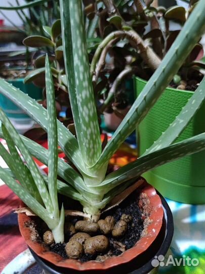 Алоэ вера растение