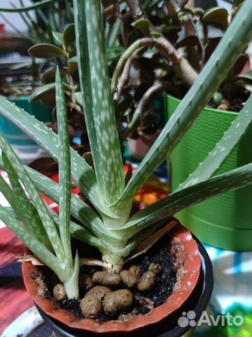 Алоэ вера растение