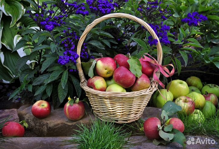 Разнорабочие на сбор яблок 2500-4500 смена