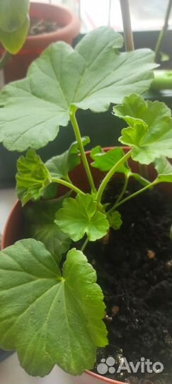 Пеларгония герань