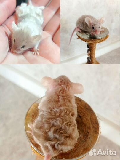 Декоративные мыши