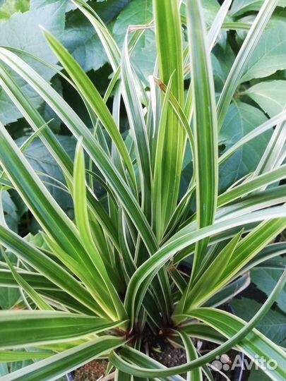 Садовые многолетние цветы