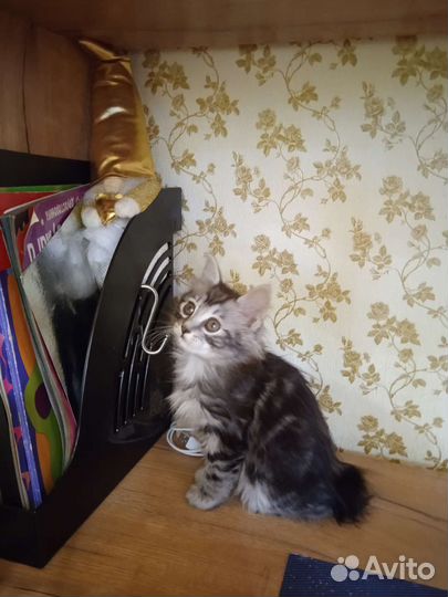 Кошки курильский бобтейл