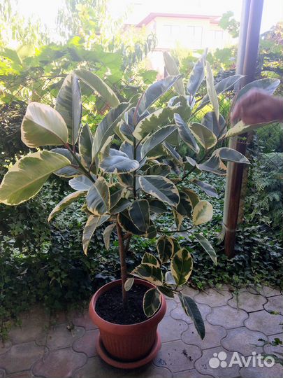 Фикус Эластика Тинеке большой