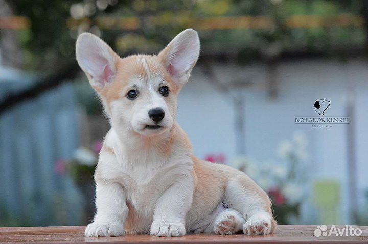 Щенки корги