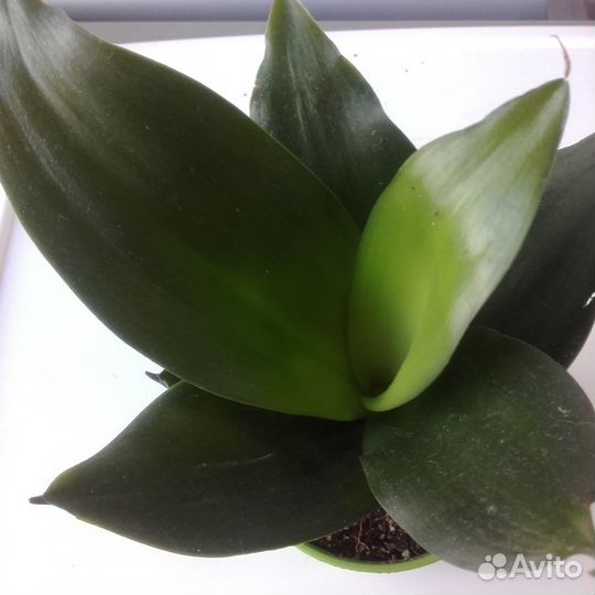 Сансевиерия Ханни Блэк Джейд Черный нефрит