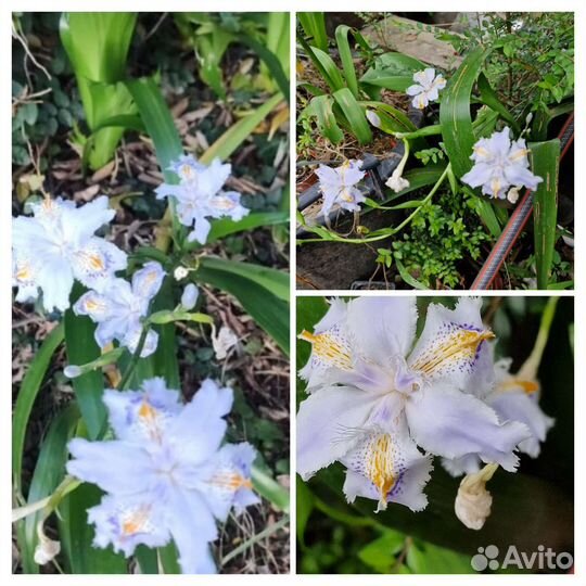 Ирис японский