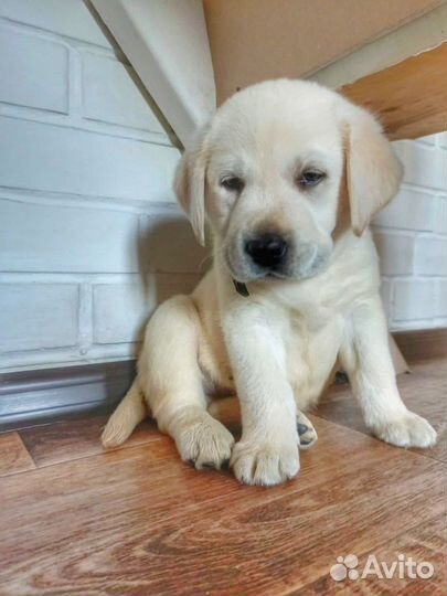 Щенки лабрадора