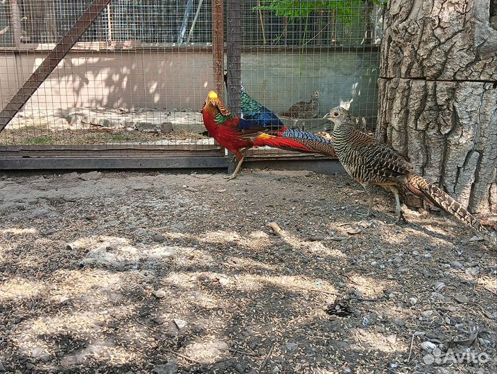 Фазаны и куры