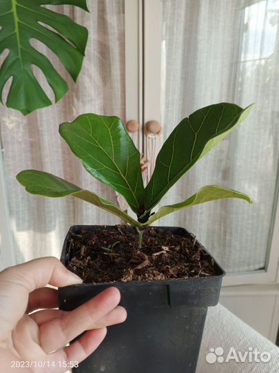 Фикус Лирата бамбино