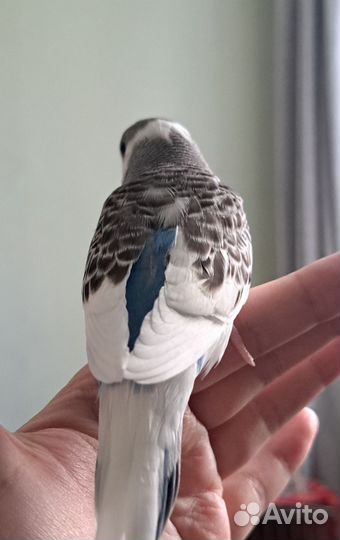 Птенцы волнистого попугая