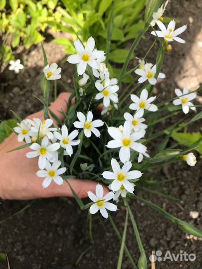 Многолетние растения