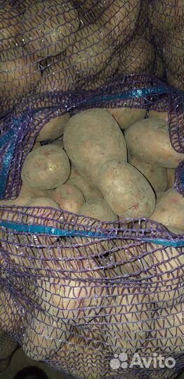 Продам картофель