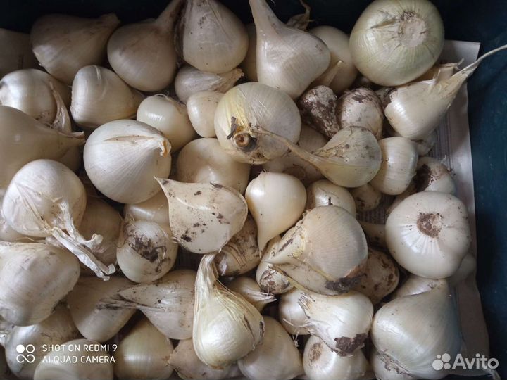 Лук Суворова