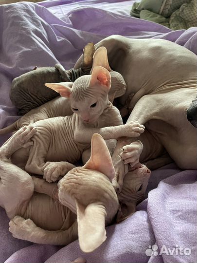 Котята донского сфинкса
