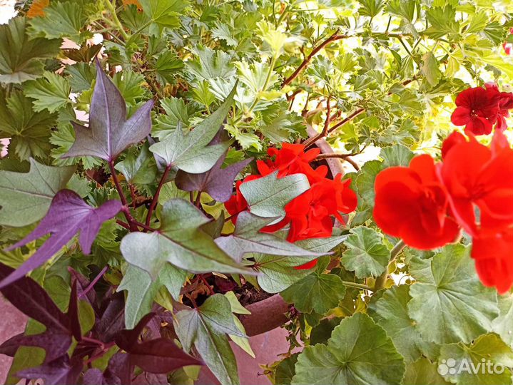 Ипомея батат