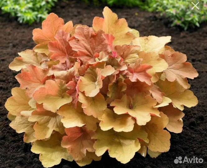 Гейхера Карамель