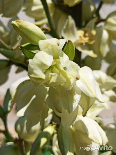 Юкка садовая/ хоста/традесканция