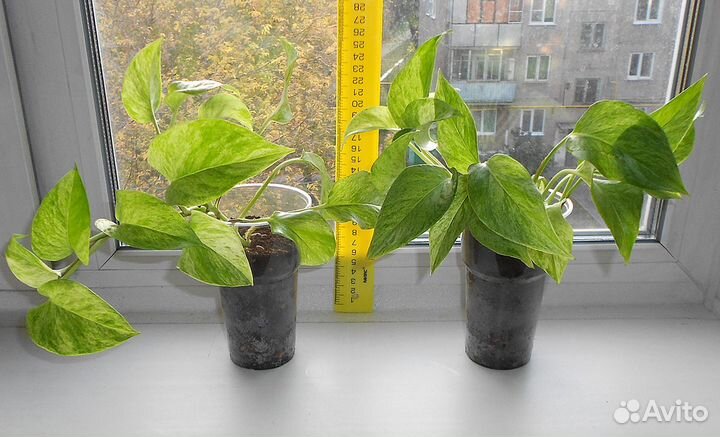 Сциндапсус 