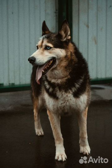 Сибирский хаски метис с разными глазами