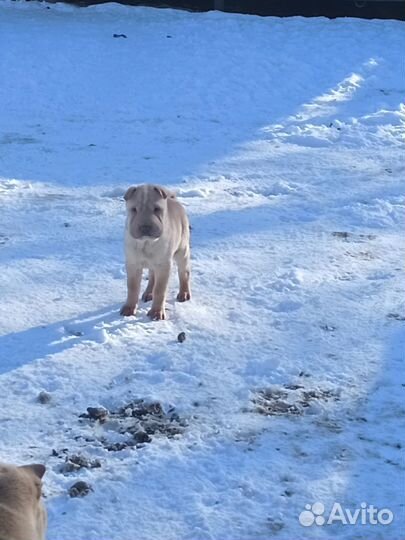 Собаки Щенки шарпей