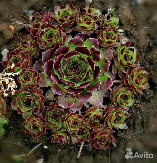 Суккулент каменная роза