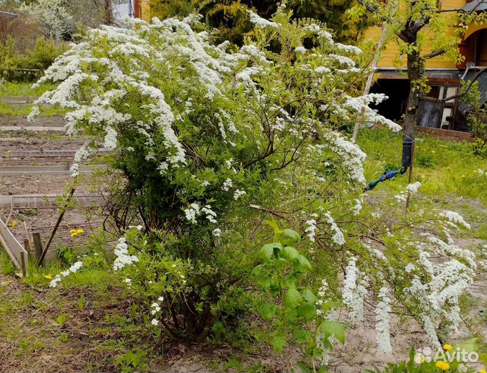 Спирея Графштейм