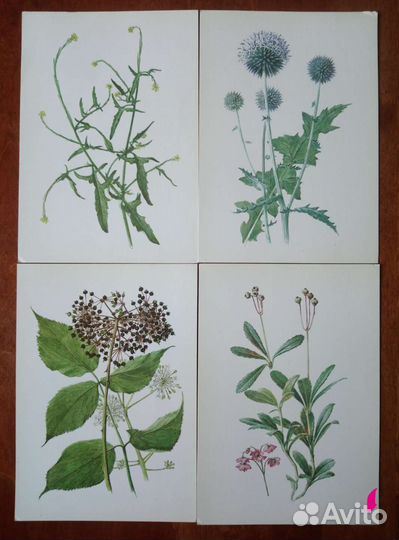 Открытки травы