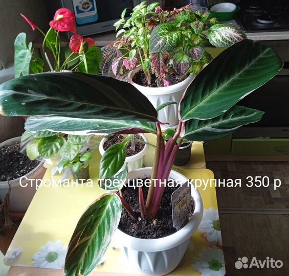 Домашние растения, строманта, колеус, хирита