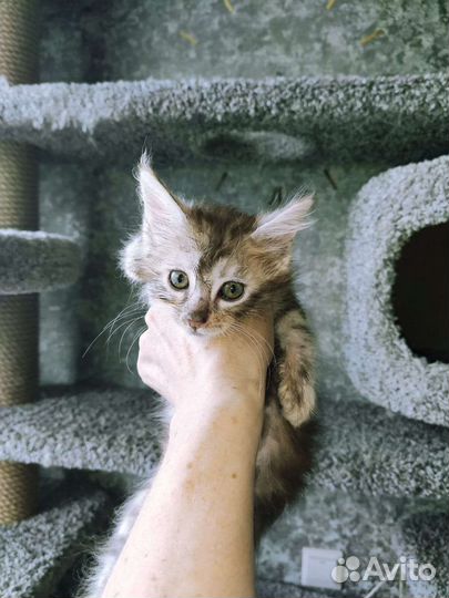 Котята мейн-кун