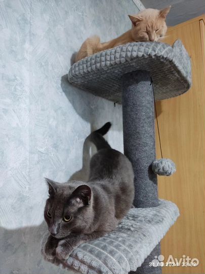 Когтеточка для кошек