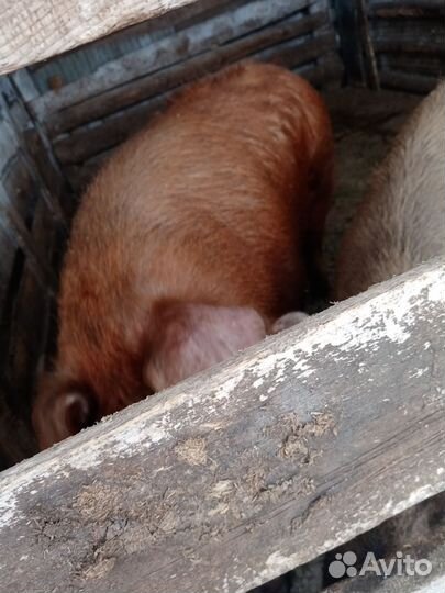 Хряк на племя