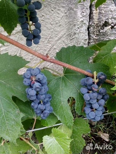 Саженцы, черенки винограда