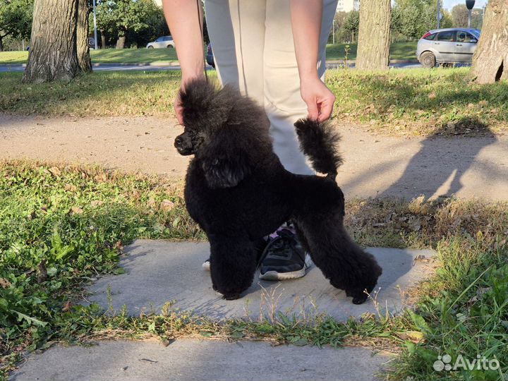 Пудель миниатюрный