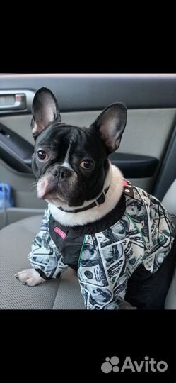 Зимний комбинезон для собаки