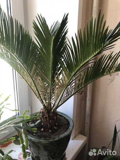 Пальма цикас
