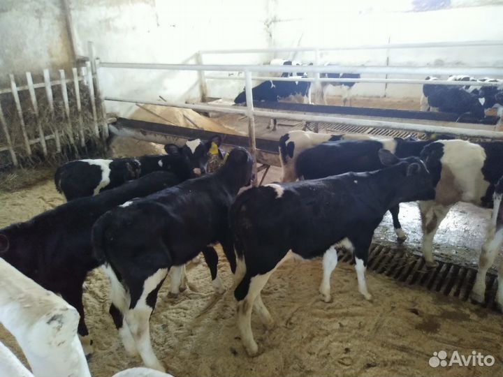 Телята мясные бычки