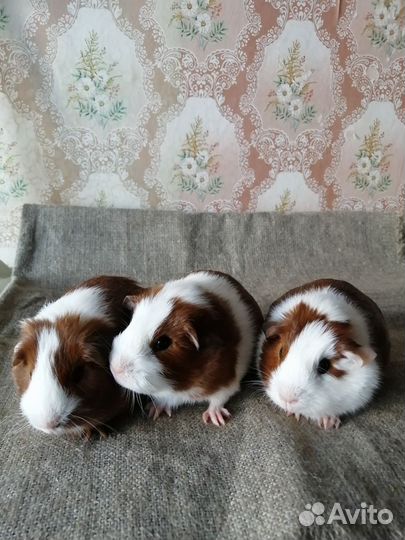 Морские свинки девочки