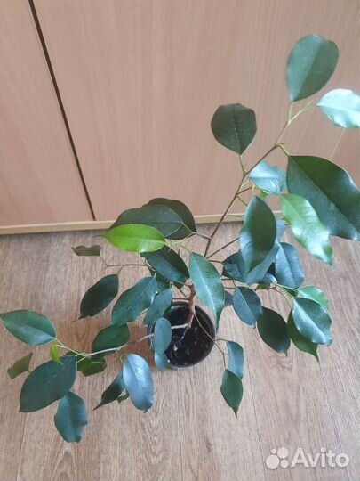 Фикус Бенджамина